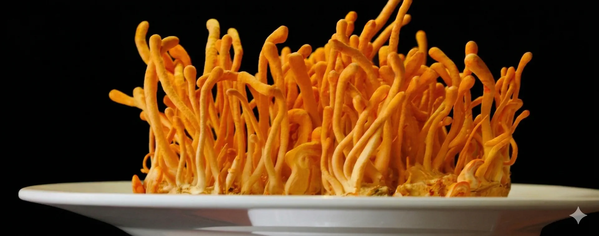 Cordyceps cultivation